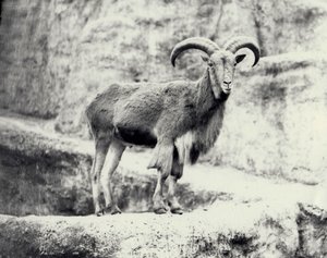 Ovelhas Barbary macho no terraço Mappin, Zoológico de Londres, maio de 1915